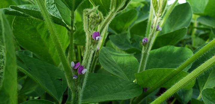 Produtores devem ficar atentos à época de plantio de cada cultivar