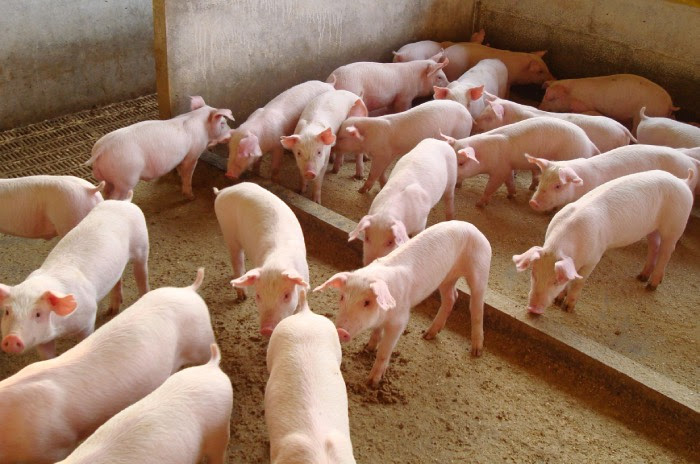 Da energia bruta total dos grãos, os animais aproveitam, em média, apenas 86,1% do milho e 77,2% do farelo de soja sob a forma de energia metabolizável.
