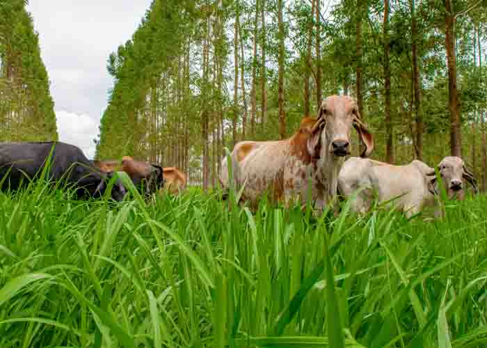  Animais com acesso à sombra produziram 22% a mais de leite e com maior qualidade durante os 33 meses do experimento. Essas vacas também produziram quatro vezes mais embriões em comparação às que pastejaram no sol no período mais quente do ano. Leite pr
