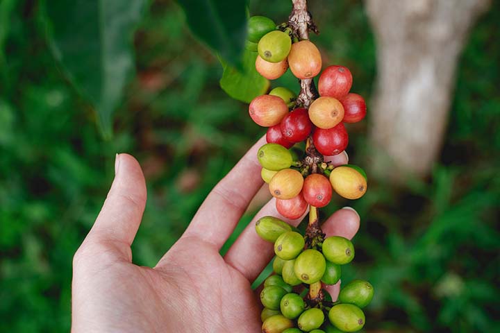 Em Minas Gerais, principal estado produtor do País, estima-se que 156 mil hectares foram atingidos, representando uma perda de quatro milhões de sacas de café em 2022.