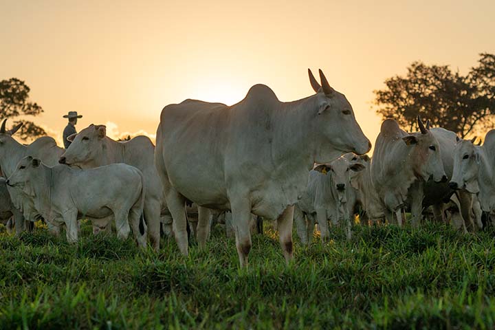 Quando o assunto é atividade de cria, para garantir que a vaca produza um bezerro bom e sadio por ano e o desmame bem pesado, é preciso dar atenção às fases antes da emprenha, à gestação e, posteriormente, à reconcepção