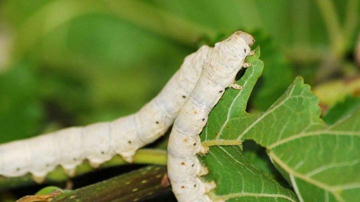 A sericicultura paranaense verticalizou-se fortemente em relação ao uso de maquinários e equipamentos agrícolas. Fotos IDR-Paraná