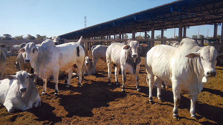 Os bovinos da raça Nelore entraram para a fase de recria em pastagens em 10 de junho de 2020, pesando 246 kg. Ao final do período, em 17 de março de 2021, estavam pesando 424 kg.