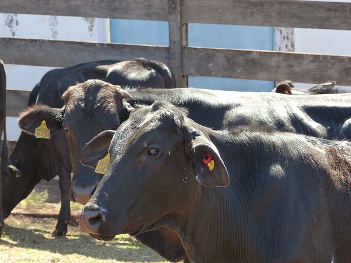 Identificar os animais com brincos ao invés da marca a fogo traz diversos benefícios BE.Animal