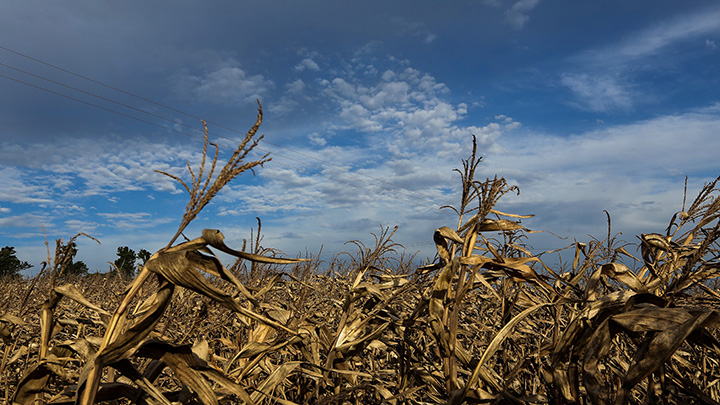 Além da convivência com a crise hídrica, ela alerta ainda para eventuais impactos de eventos meteorológicos extremos, como ondas de calor, em virtude das altas temperaturas previstas para o período da safra. Foto IDR-Paraná