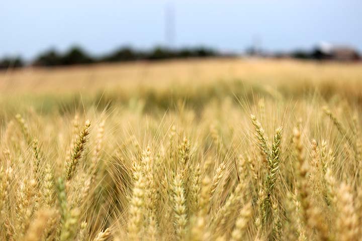 XBIO Fusão é um mix das cultivares de trigo TBIO Audaz e TBIO Sagaz. Créditos: Divulgação Biotrigo/Lucas Santos