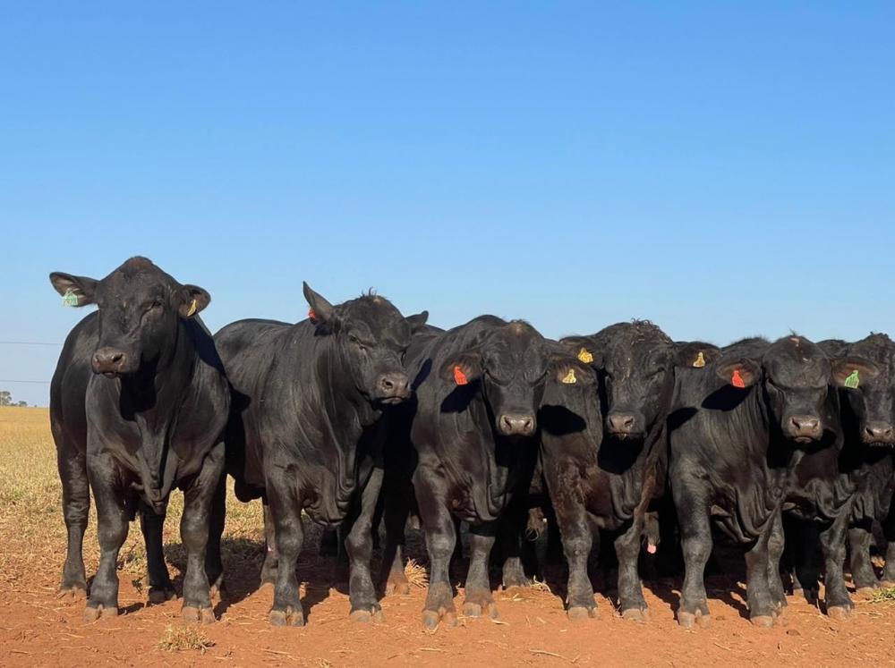 Conheça um pouco da história da Agrícola Anamélia - Brangus HP, de Martinópolis, São Paulo