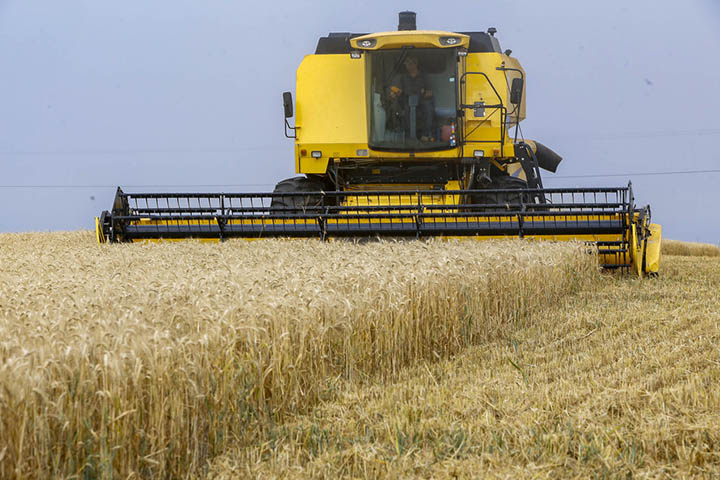 Impulsionado pelo trigo, Tibagi passou a figurar no seleto grupo dos bilionários no somatório das riquezas produzidas pelo campo – conjunto formado por aqueles municípios que alcançaram valores superiores a R$ 1 bilhão no Valor Bruto da Produção Agropecuá
