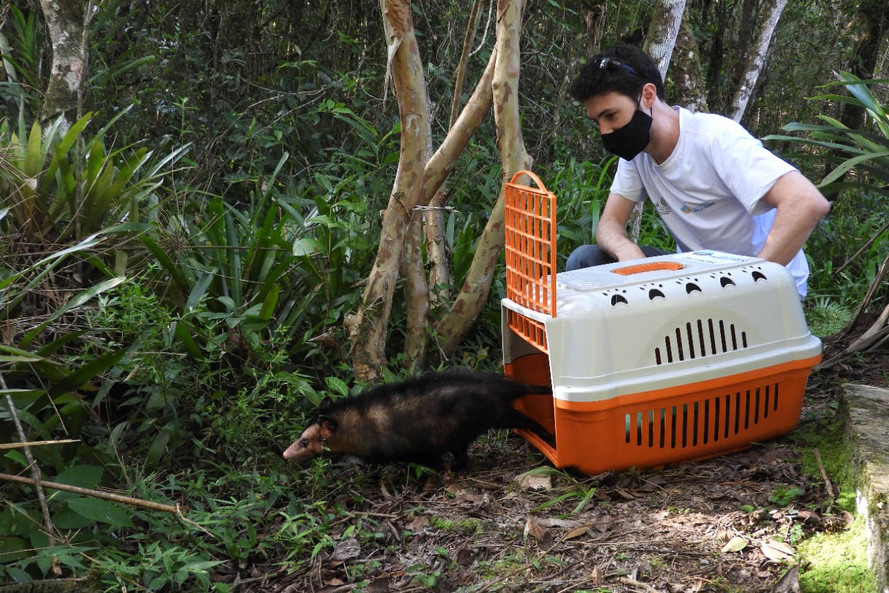 IAT alerta para época reprodutiva dos gambás - Alerta do órgão ambiental se deve ao grande número de ocorrências recebidas de animais vitimados por diversos motivos no mês de setembro. - Curitiba, 04/10/2021 - Foto: IAT