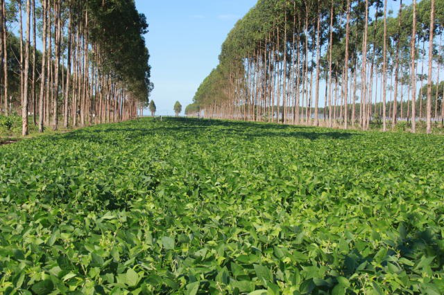 A cédula verde é como um pagamento pelos serviços ambientais prestados pelo produtor, que deixa de abrir novos espaços de vegetação para expandir a sua produção agropecuária.Foto: Gabriel Faria/Embrapa