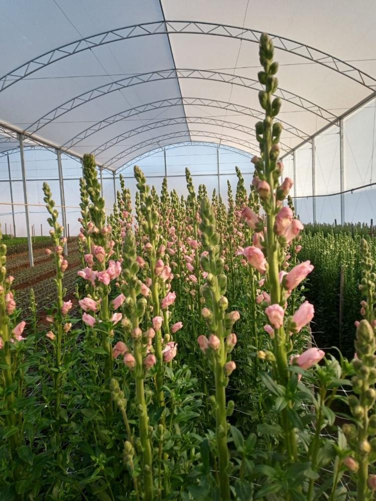 Expectativa é um aumento de 2% a 5% no âmbito das floriculturas Créditos: Olga Jaqueline Los Kassies