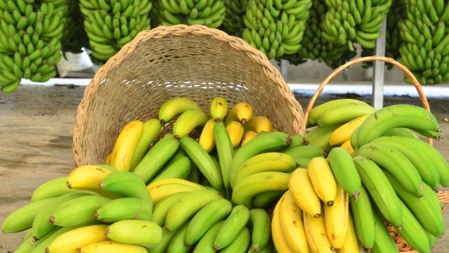 Banana em SC e PR - Santa Catarina é o quarto maior produtor de banana do país, com produção anual de aproximadamente 700 mil toneladas, além de ser responsável por 70% do volume de produção e mercado na região Sul. Foto IDR-Paraná.