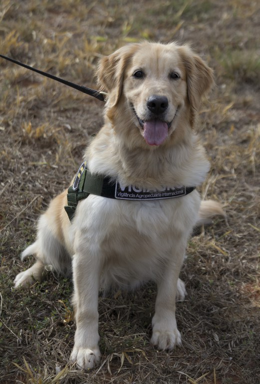Os cães farejadores atuam na Vigilância Agropecuária Internacional (Vigiagro) para evitar a entrada de pragas e doenças no país que podem estar contidas em alimentos, como mel, frutas, certos tipos de queijo, bacalhau, além de sementes e outros produtos d