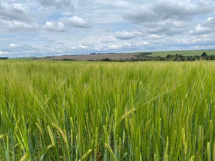 A cevada representa uma alternativa às outras culturas de inverno, como trigo e aveia. 