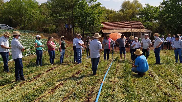 O Sistema de Plantio Direto de Hortaliças (SPDH) vem trazendo bons resultados. Fotos IDR-Paraná.