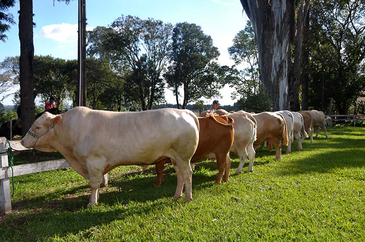 A raça Purunã é composta de quatro raças: Charolês, Caracu, Aberdeen Angus e Canchin e traz em seu sangue rusticidade, precocidade e adaptado a todas as regiões do Brasil. Fotos Toninho Anhaia