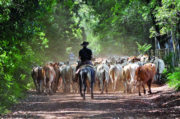 A vacinação contra febre aftosa começa em novembro no Brasil e até o fim do próximo mês deverão ser vacinados 78,3 milhões de bovinos e bubalinos em todo o território brasileiro, com exceção de alguns estados e regiões que já suspenderam a vacinação. Foto