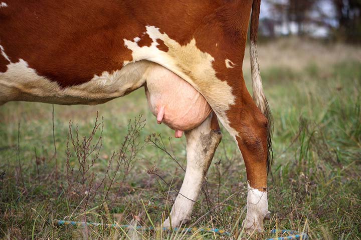 As mastites, inflamações das glândulas mamárias, são as enfermidades que mais causam prejuízos em toda a cadeia de produção da bovinocultura leiteira.