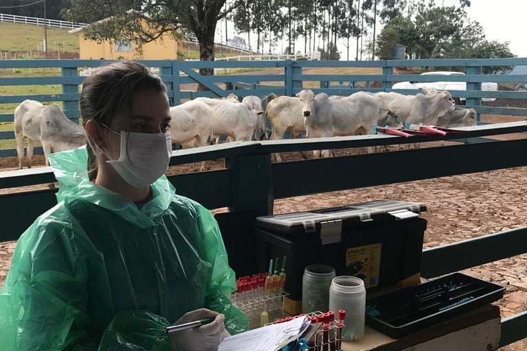 Veterinários do setor privado devem se recadastrar na Adapar, em novembro - Foto: SEAB