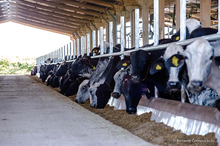 As 100 fazendas mais eficientes foram listadas a partir da análise de desempenho de 1.188 rebanhos que usam o sistema de gestão Ideagri. A produtividade média dessas 100 propriedades, por exemplo, é de 31 kg/ leite por vaca por dia. 
