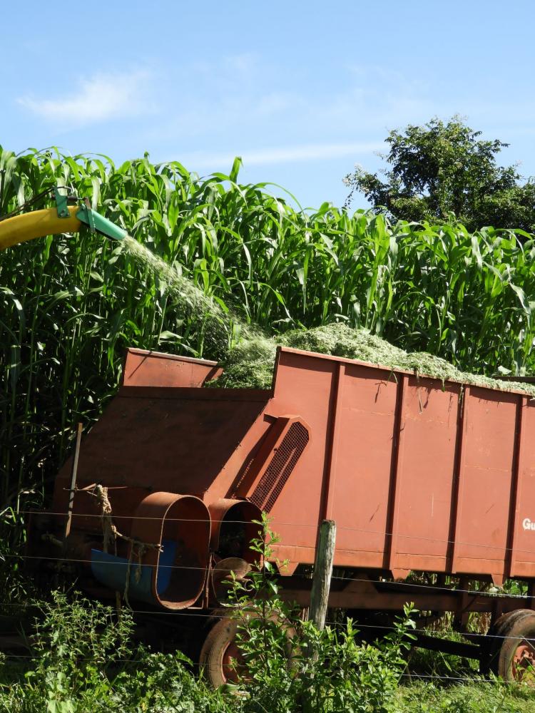 Corte do Sorgo Gigante Boliviano em fazenda ao sul de Goiás: altura do material facilmente supera os cinco metros