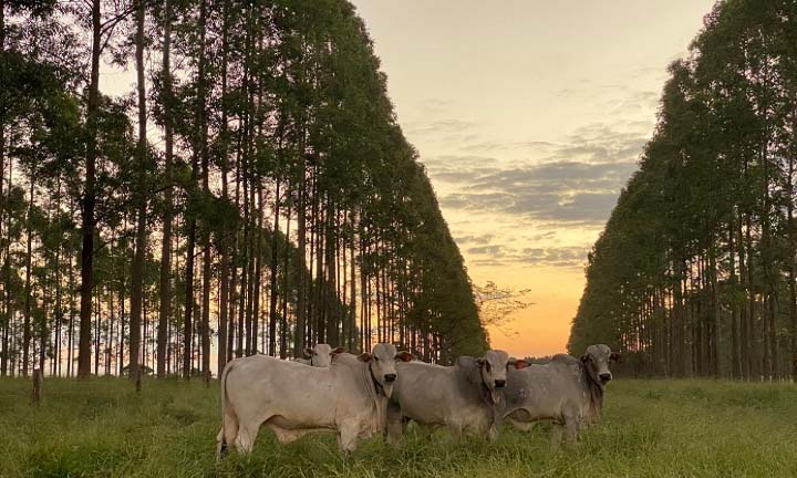 O Sistema Integrado de Produção Agropecuária (SIPA) representa um conceito moderno de modelo de produção de alimentos e serviços ambientais, alinhado ao processo produtivo no sentido da intensificação sustentável. Foto Embrapa.
