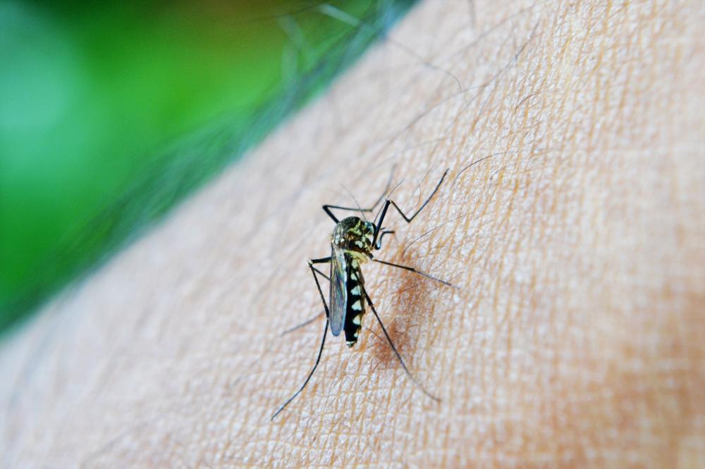 O Brasil ainda luta contra um antigo inimigo, registrando novamente números preocupantes de dengue. Segundo o Boletim Epidemiológico divulgado neste mês de março pelo Ministério da Saúde, o país retornou à zona endêmica, registrando mais de 131 mil novos 