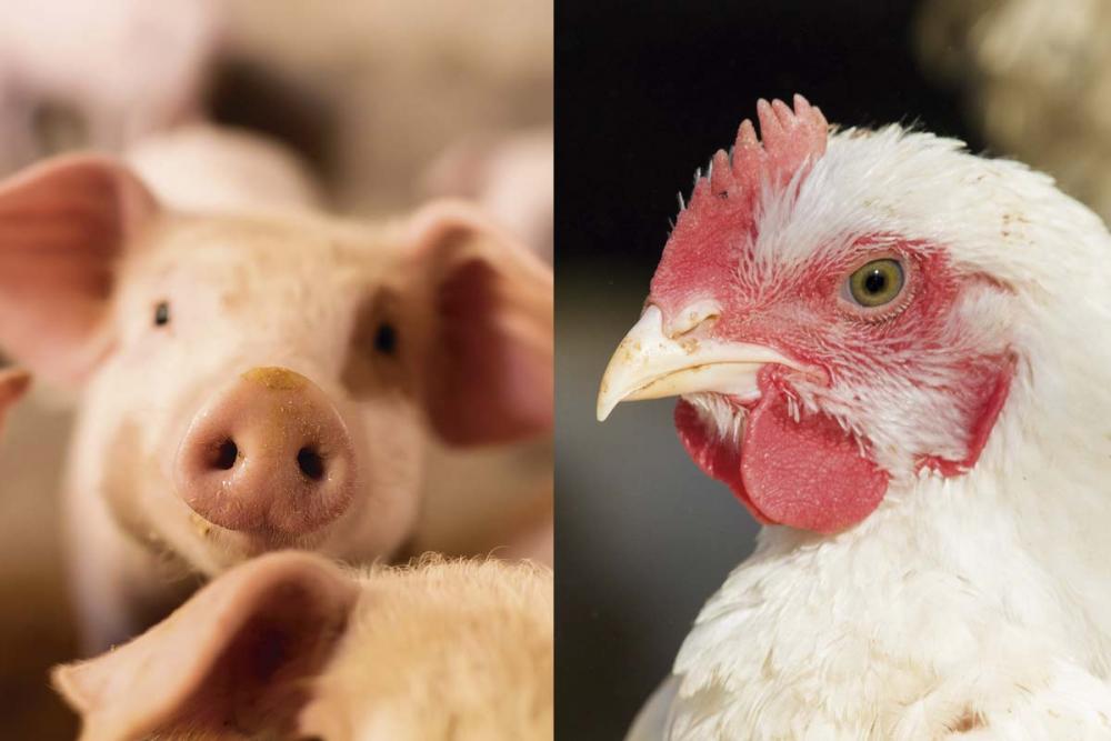 O Sistema FAEP/SENAR-PR promove, anualmente, o levantamento de custos de produção de aves e suínos.