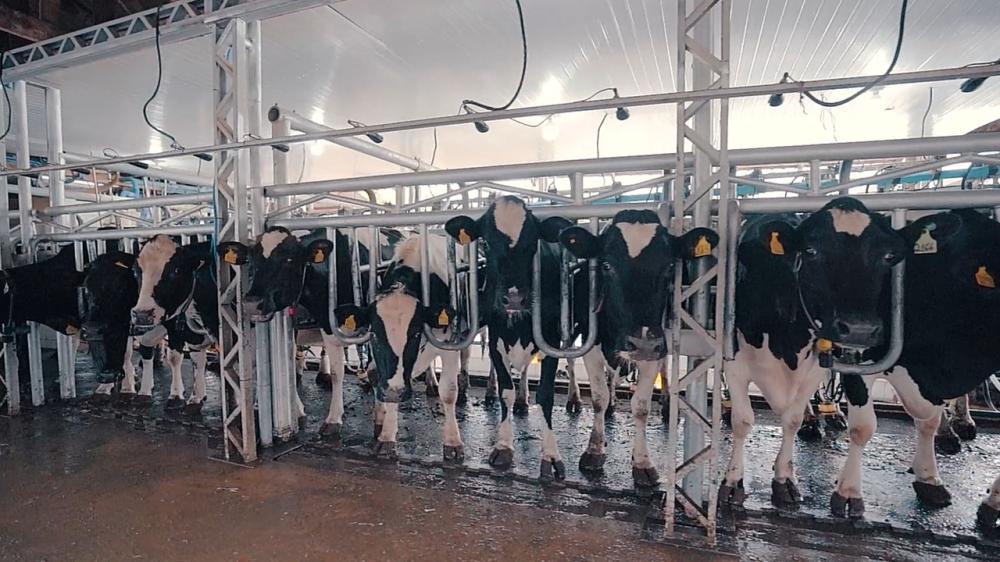 Fazenda Bagatini, Xanxerê (SC) Allflex, marca da MSD Saúde Animal Intelligence
