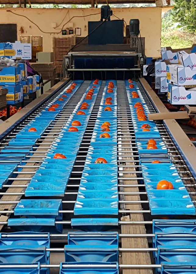 Tecnologias e manejo adequado mudaram realidade do produtor que pensava em abandonar o ramo.