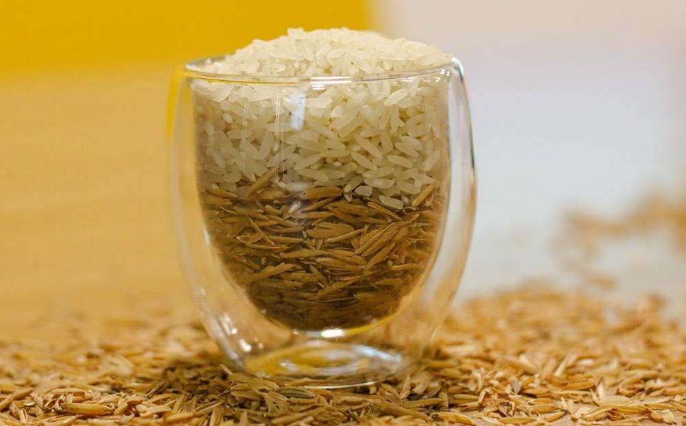 Tradicionalmente, o plantio do cereal começa nos meses de setembro e outubro, mas nos últimos anos – por consequência do clima e de outros fatores naturais –, em algumas situações esse período vem sendo adiado.