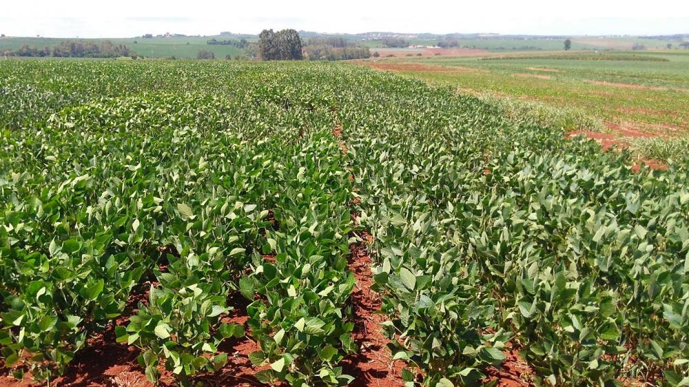 Diferença visual de parcela de ensaio com soja tolerante à seca com tecnologia HB4® (à esquerda) e testemunha. 