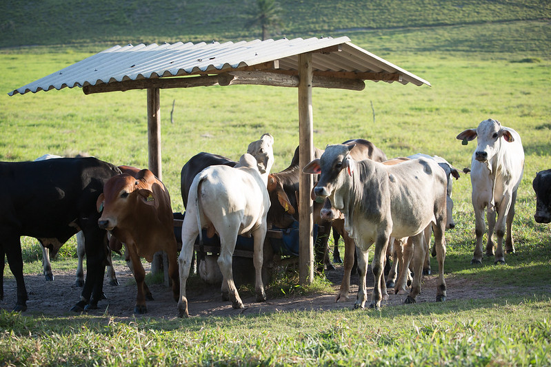 O suplemento adicionado à alimentação dos animais, com potencial de reduzir em até 90% as emissões entéricas de metano, como comprovado recentemente em um estudo australiano de confinamento de carne bovina.Foto Sistema CNA/SENAR - Wenderson Araujo