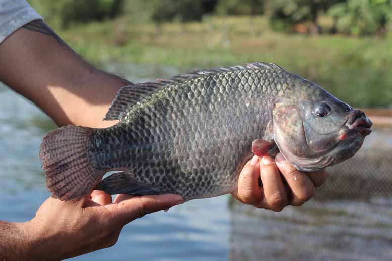 A Aquishow Brasil se torna Feira Nacional da Aquicultura – FENAQUA, porque reúne todos os elos das cadeias produtivas.