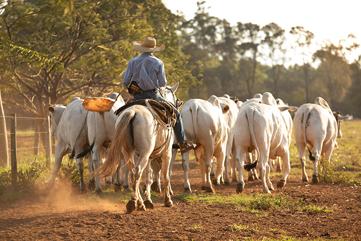 O resultado na gôndola do mercado para o consumidor e lucro na conta do pecuarista, passa por uma gestão das pessoas e do manejo correto do gado. Foto Divulgação Terra Desenvolvimento