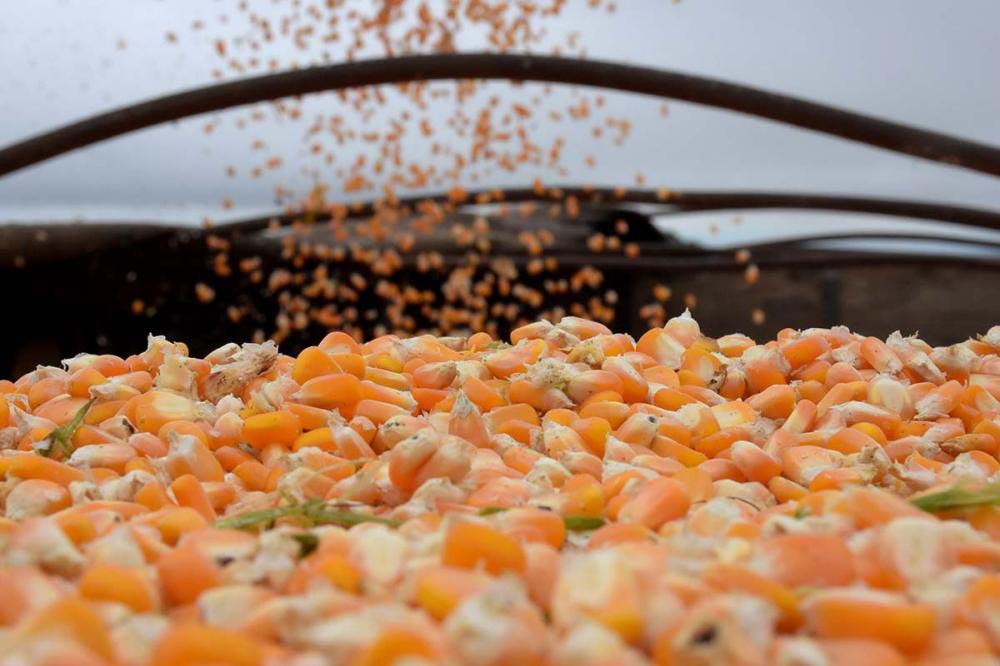 Após a quebra da 2ª safra do cereal neste ano, com os preços se mantendo elevados, a expectativa é de um significativo crescimento na área plantada, de 7,4% no comparativo anual, para 15,43 milhões de hectares.