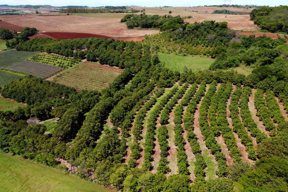 Em um dia bom Bueno chega a colher 500 caixas de 20 quilos da fruta, sempre de novembro a março. Fotos: Ari Dias/AEN