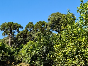“Análise de sensibilidade de sistemas de produção de erva-mate com ênfase para o balanço de carbono, produtividade e renda”.