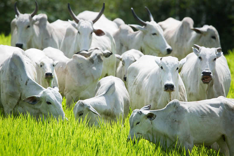 O resultado de tudo isso se traduz em capim verde precoce, pronto para alimentação dos animais no sistema rotacionado de pasto, com uma antecedência média de 40 a 50 dias. Foto Sistema CNA/SENAR.