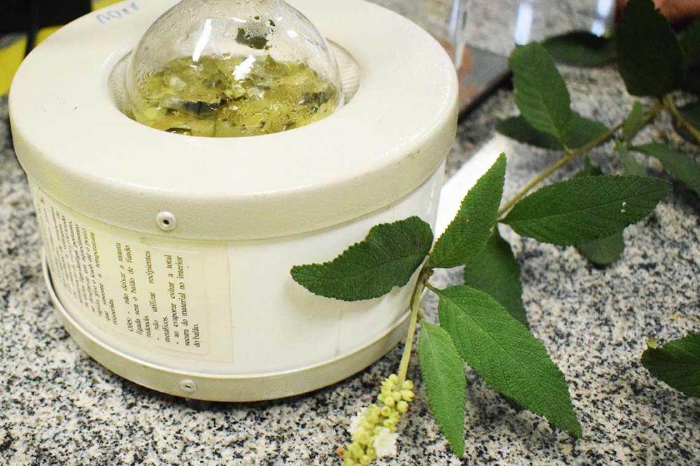Um estudo da Universidade Positivo (UP), de Curitiba (PR), confirmou que a Cordia verbenacea, conhecida como a erva baleeira ou maria-milagrosa, encontrada ao longo da restinga do litoral brasileiro, pode ser a base para uma pomada capaz de acelerar a cic