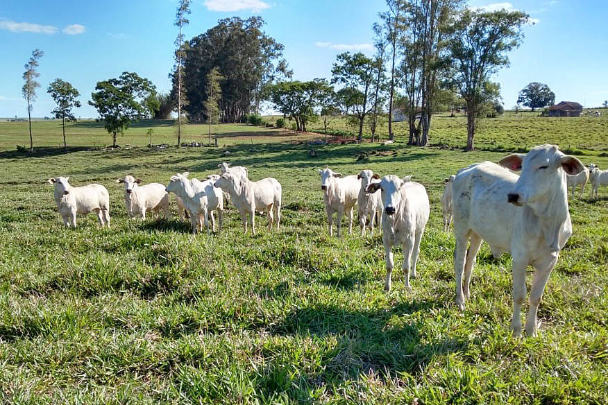Um dos segredos para o sucesso da Integração Lavoura-Pecuária é o planejamento forrageiro da propriedade. Fotos IDR Paraná.
