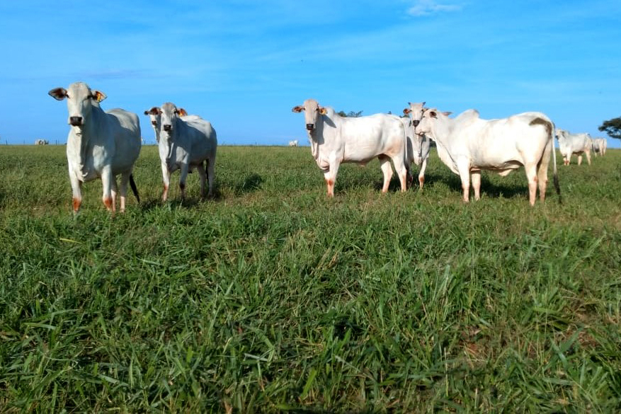 “Nos últimos 10 anos, o Brasil reduziu de 48 para 36 meses o tempo de abate. Quando o animal fica menos tempo no campo, ele vai produzir menos metano”, explicou o presidente da Embrapa. 