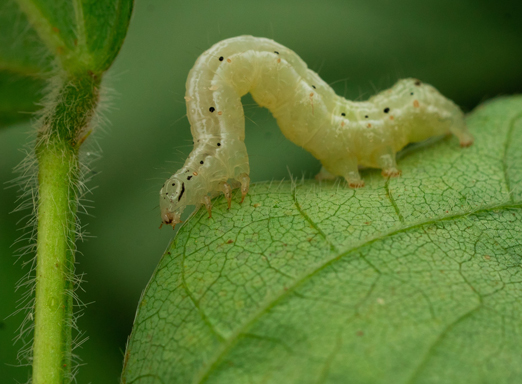 Lagarta falsa-medideira (Chrysodeixis includens) Divulgação