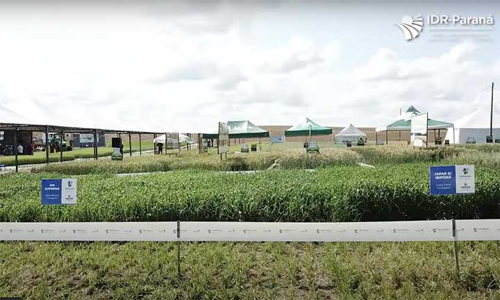 O Programa “Cereais de Inverno e 2ª Safra” surge como o objetivo de estimular a maximização do uso do solo com o cultivo de cereais de inverno como triticale e aveia granífera em parceria de produção e comercialização entre o produtor e a indústria de raç