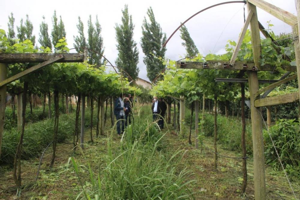 A Estação Experimental do Instituto de Desenvolvimento Rural do Paraná Iapar-Emater (IDR-Paraná) no município alia tecnologia a boas práticas, e agora busca fortalecer o laço com outras cidades para incentivar a produção regional.Foto: Gisele Barão/SEAB