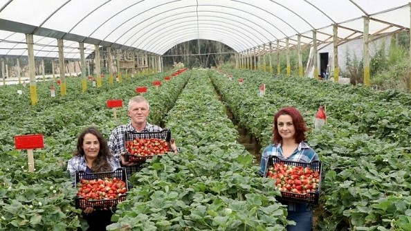 A propriedade de Rosana e do marido José Marcos produz 21.000 quilos de morango por ano. As frutas são vendidas para intermediários e também são entregues a supermercados da Região Metropolitana de Curitiba.
