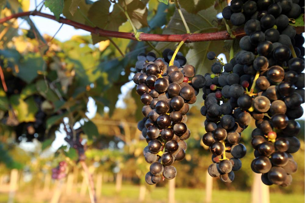 Uma das principais atividades agrícolas do Paraná, fruticultura tem pouco impacto nos índices de inflação. Foto: Gilson Abreu/AEN