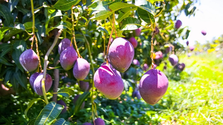 A adoção de bioinsumos para o aumento da resiliência das plantas por meio de condicionamento biológico do solo vem ganhando força no Brasil. fotos: Alexandre Justino