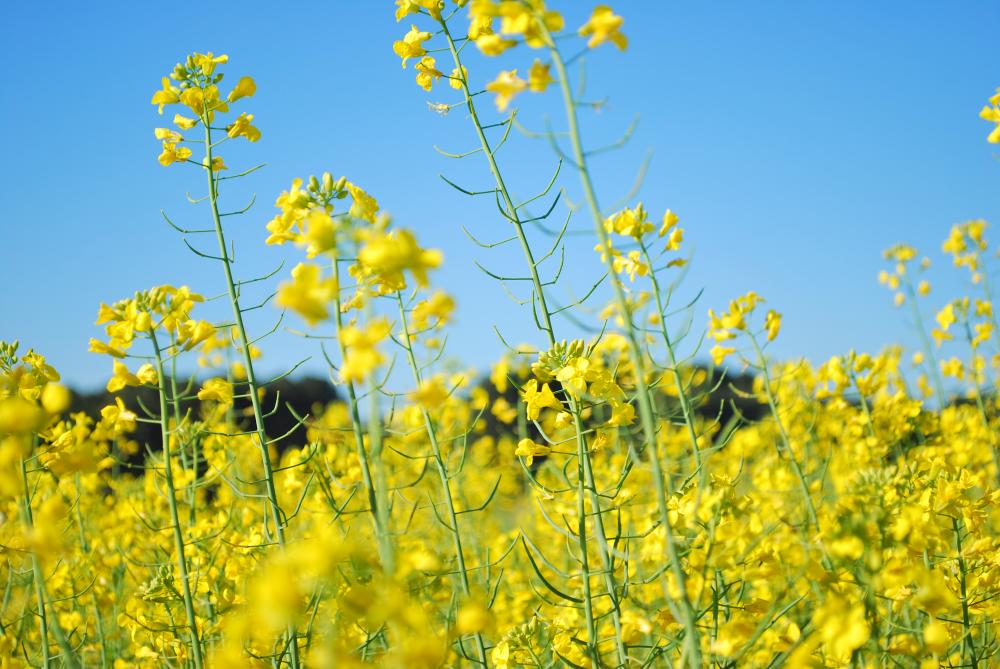 Dados incluem a semeadura da canola em regiões tropicais - Foto: Joseani Antunes