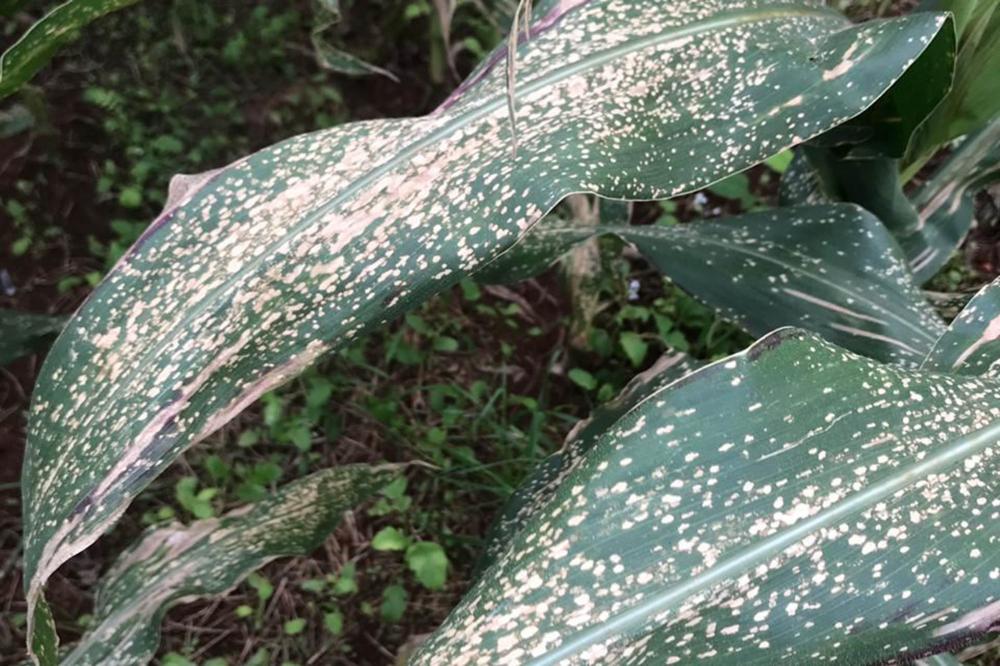 A doença tem potencial para reduzir em 60% a produtividade em lavouras de híbridos suscetíveis, o que leva ao uso de fungicidas. 
